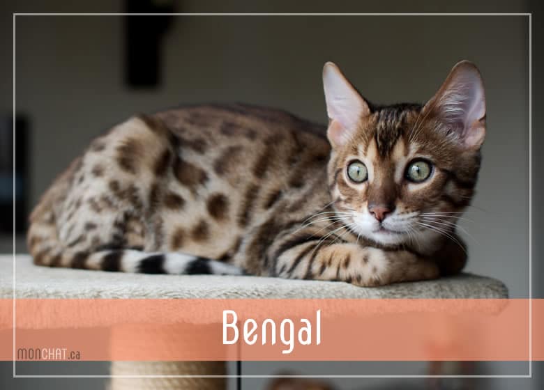 Liste des chatteries chat Bengal au Québec