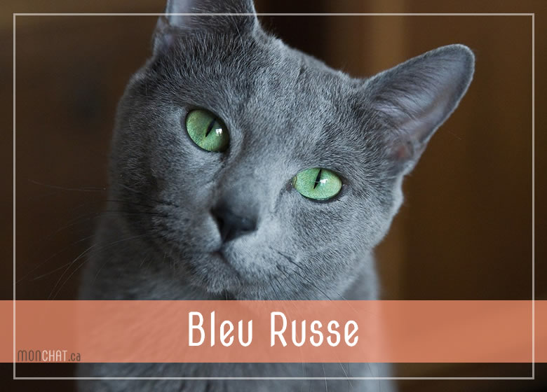 Liste des chatteries chat Bleu Russe au Québec