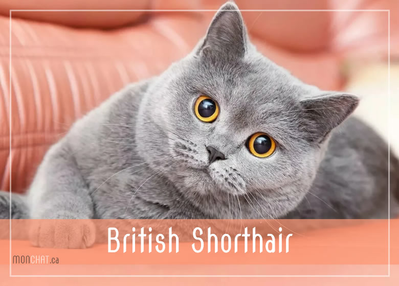 Liste-des-eleveurs-de-la-race-de-chat-british-shorthair-chatteries-au-quebec