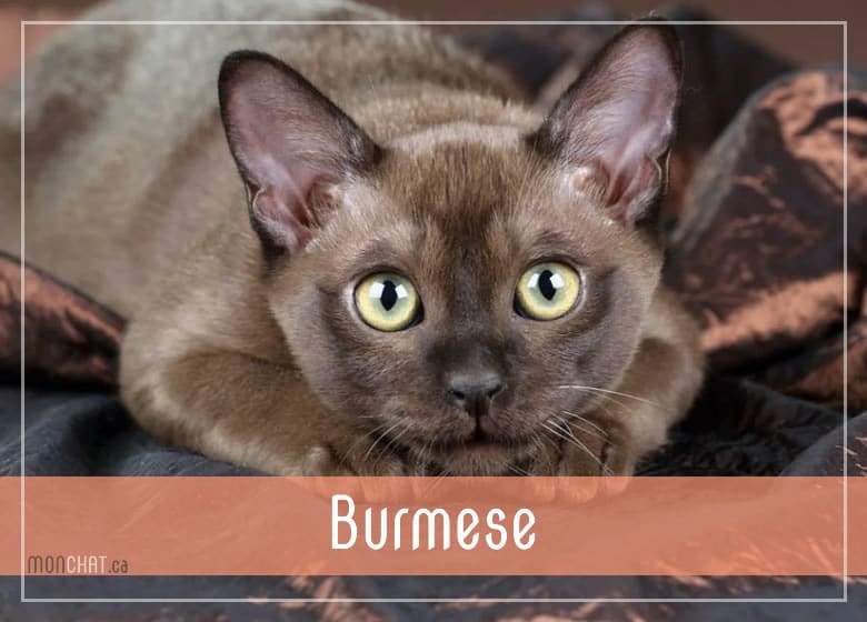 Liste des chatteries chat Burmese au Québec