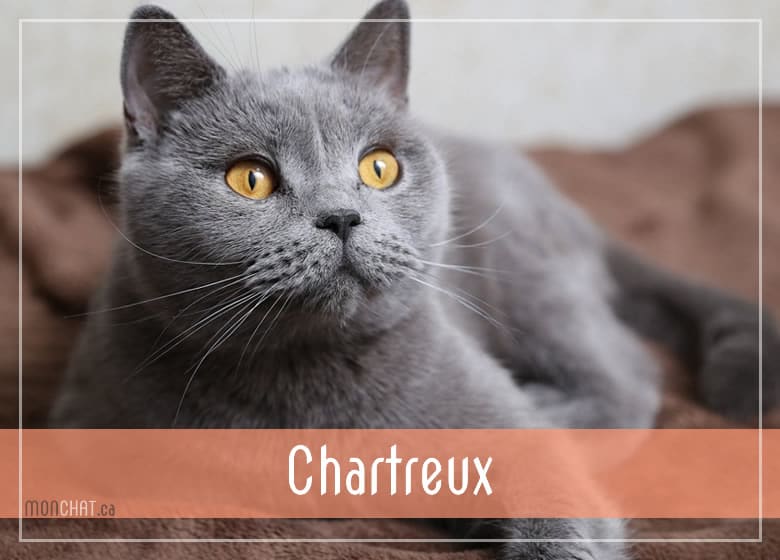 Liste des chatteries chat Chartreux au Québec