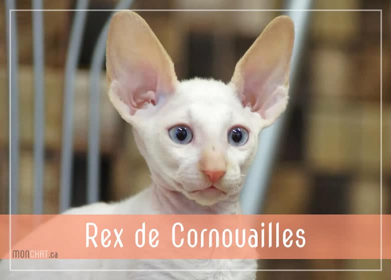 Liste des chatteries chat Rex de Cornouailles au Québec