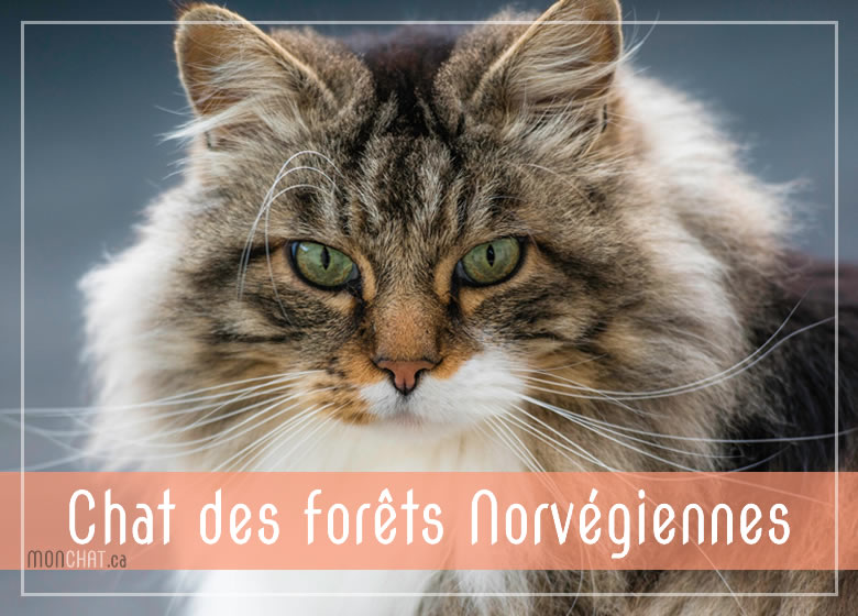 Liste des chatteries Chat des Forêt norvégiennes au Québec