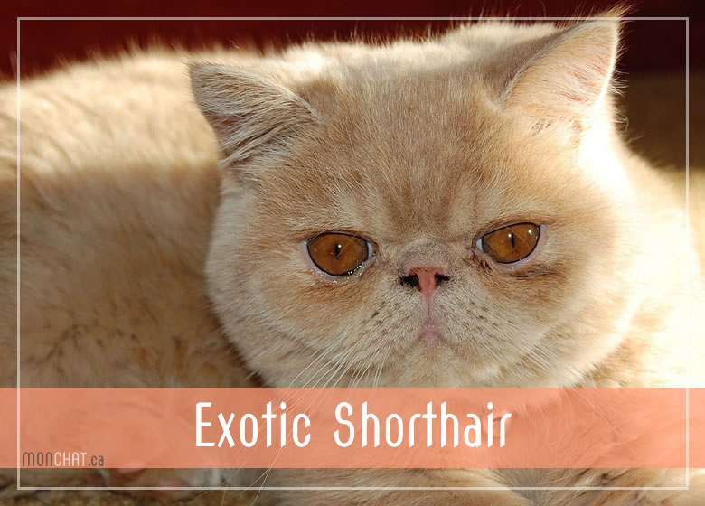 Liste des chatteries chat Exotic Shorthair au Québec