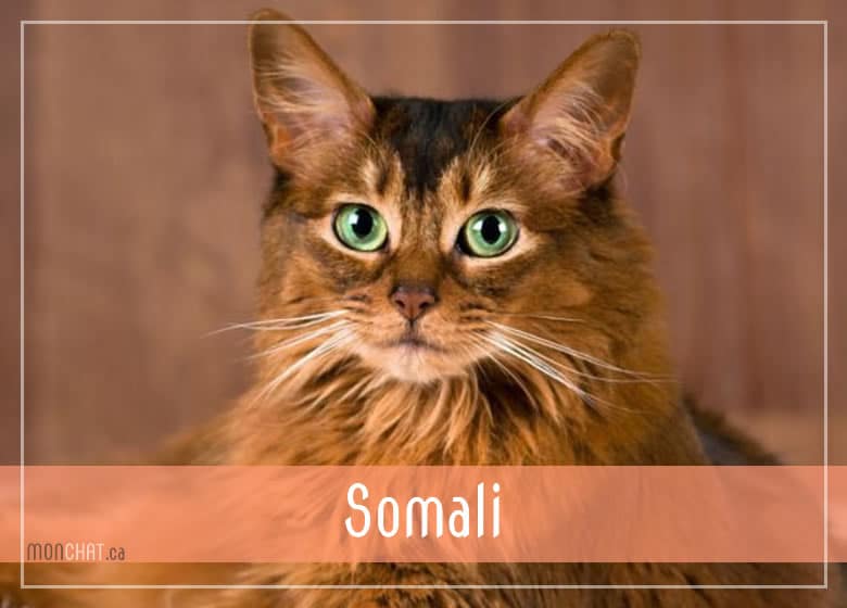 Liste des chatteries chat Somali au Québec
