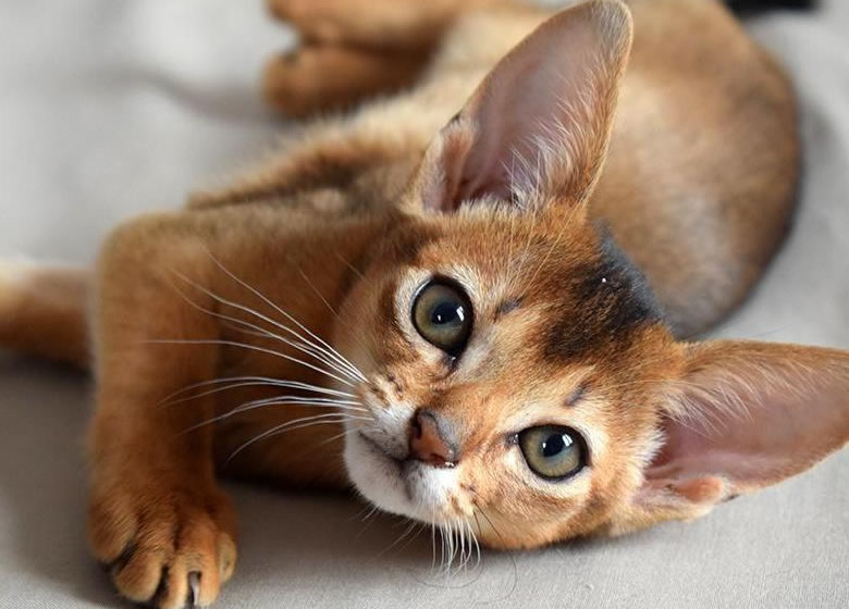 Mignon chaton Abyssin étendu sur le sol et qui fixe la caméra