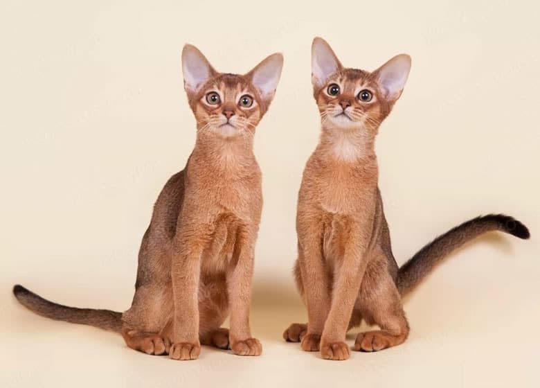 Deux beaux chats Abyssin posant un à côté de l'autre
