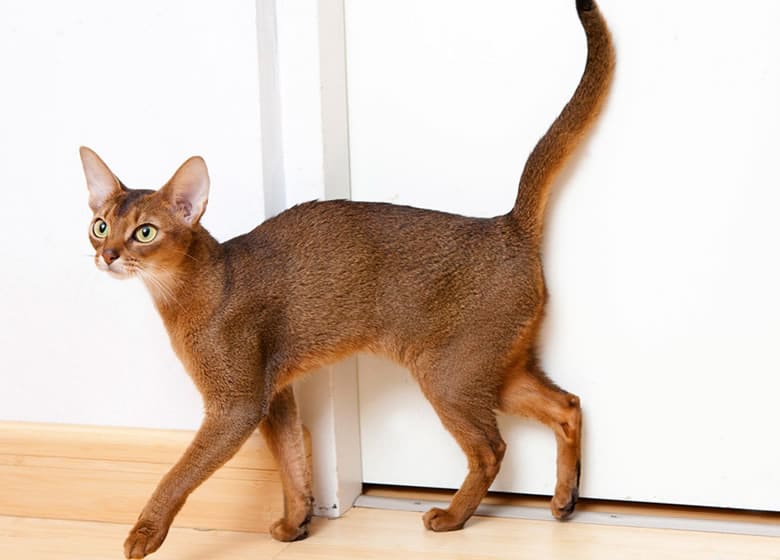 Beau chat Abyssin svelte et en santé