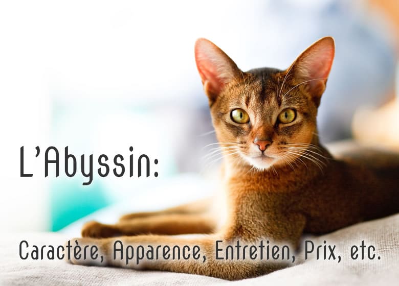 Chat abyssin, tout savoir: comportement, apparence, toilettage, coût