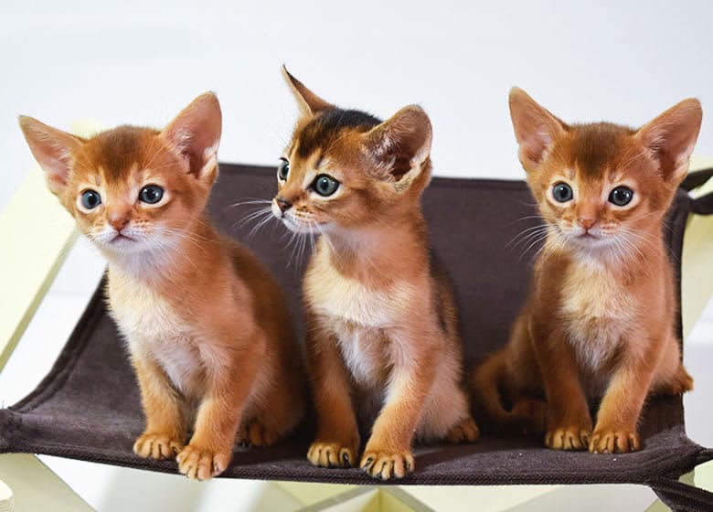 Trois jolis chatons Abyssin en attente d'adoption