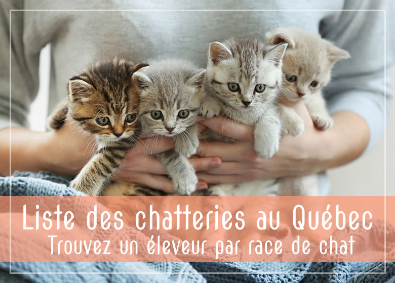 Liste des chatteries au Québec, trouvez un éleveur de chat selon la race