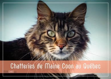 Élevages de Maine Coon au Québec