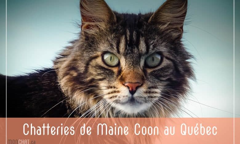 Élevages de Maine Coon au Québec