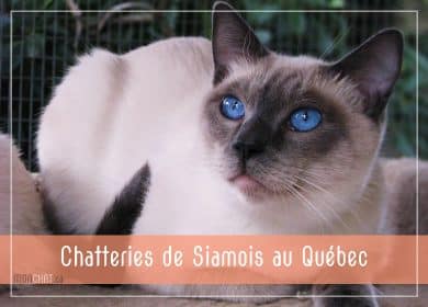 Élevages de Siamois au Québec