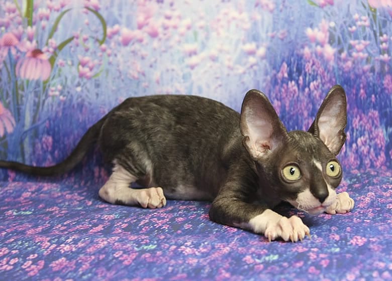 Chaton Cornish Rex