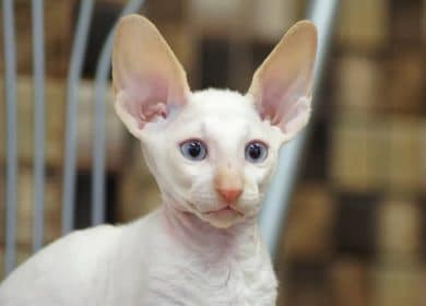 Cornish Rex - Tout savoir: Comportement, physique, prix