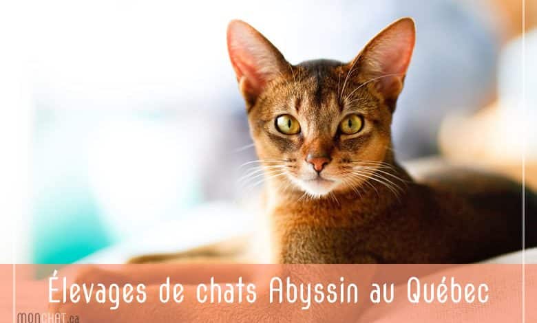 Chatteries de Abyssin au Québec