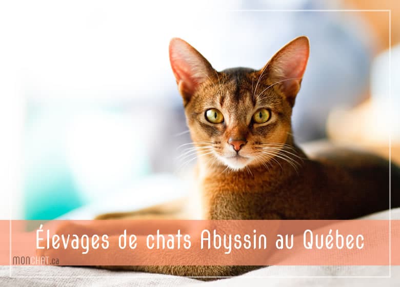 Elevages De Chats Abyssin Au Quebec Monchat Ca