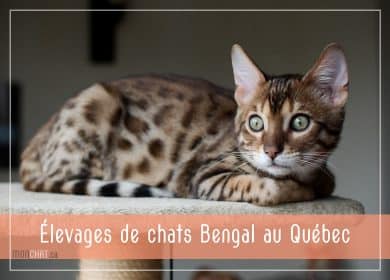 Chatteries de Bengal au Québec