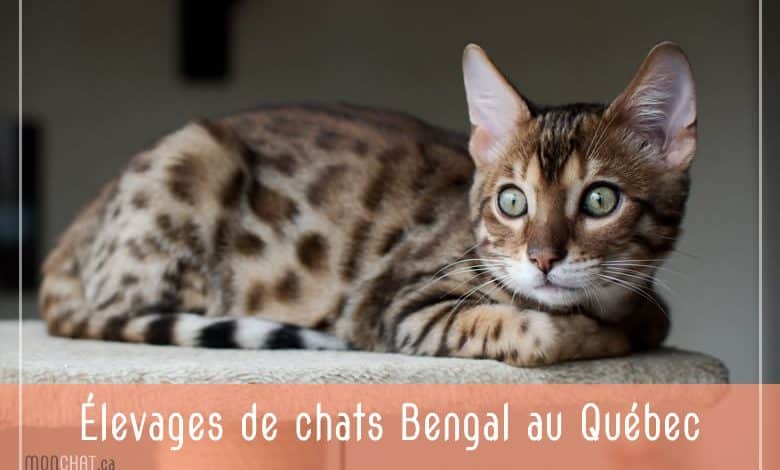 Chatteries de Bengal au Québec