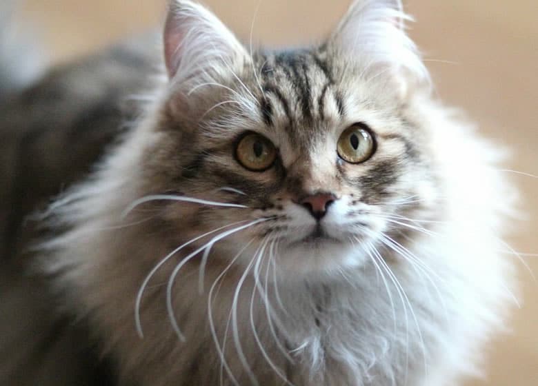 Superbe chat sibérien et ses origines