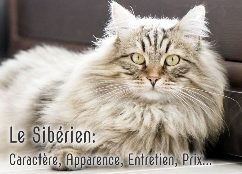 Siberien Caractere Apparence Entretien Photos Prix Mis A Jour Monchat Ca