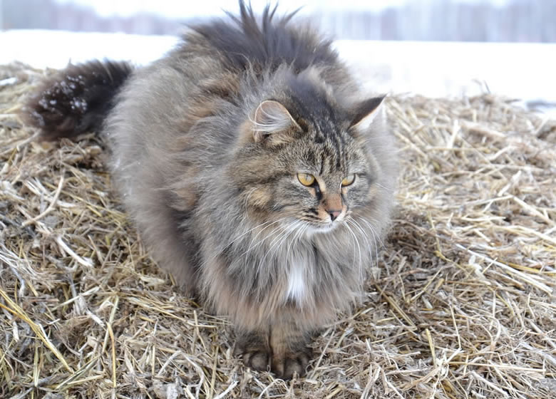 Chat sibérien: apparence physique