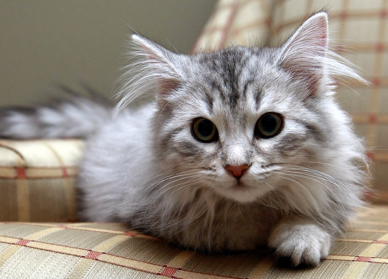 Chat Sibérien qui veut jouer