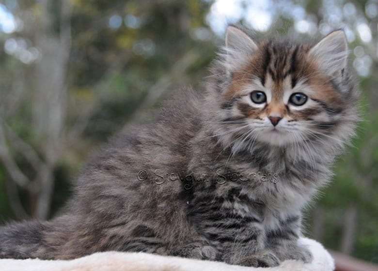 Chaton Sibérien tabby