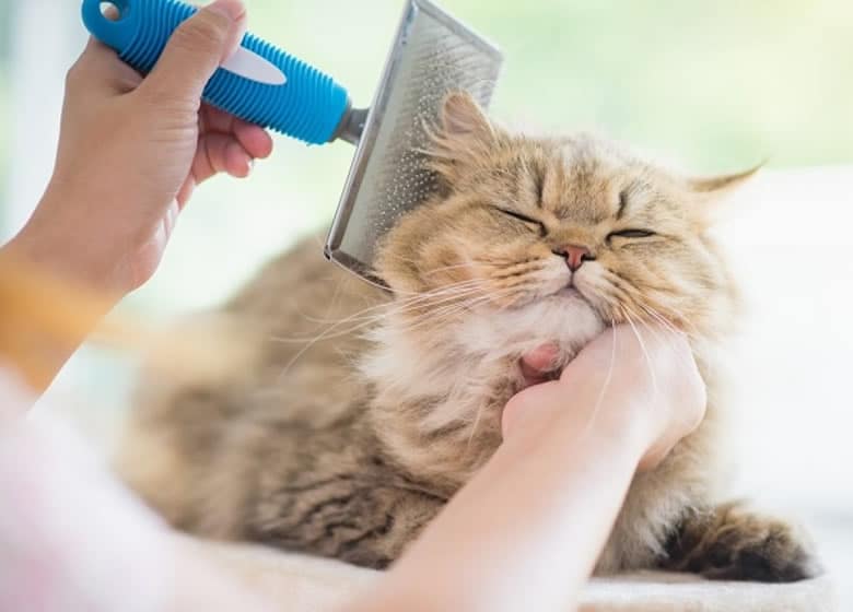 Formation sur le toilettage des chats