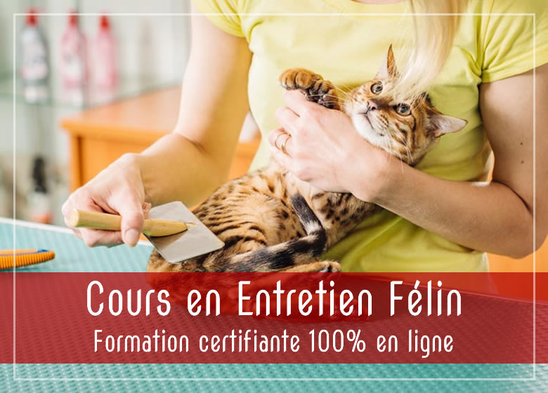 Formation en entretien félin en ligne