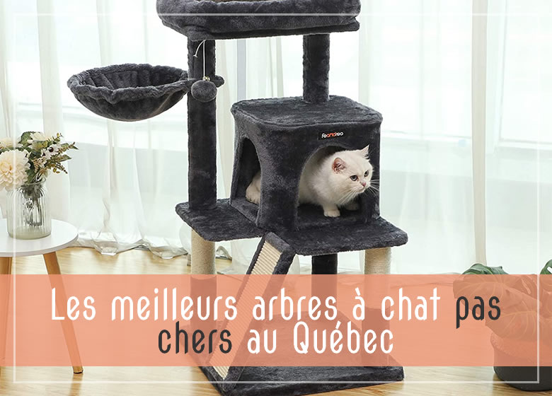 TOP 3 : Meilleur Arbre à Chat 2020 