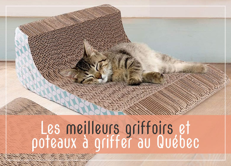 Meilleurs griffoirs et poteaux à griffer pour chat au Québec