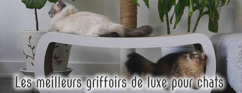 Les meilleurs griffoirs de luxe pour chats