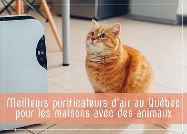 Meilleurs purificateurs d'air au Québec pour les maisons avec des chats et chiens