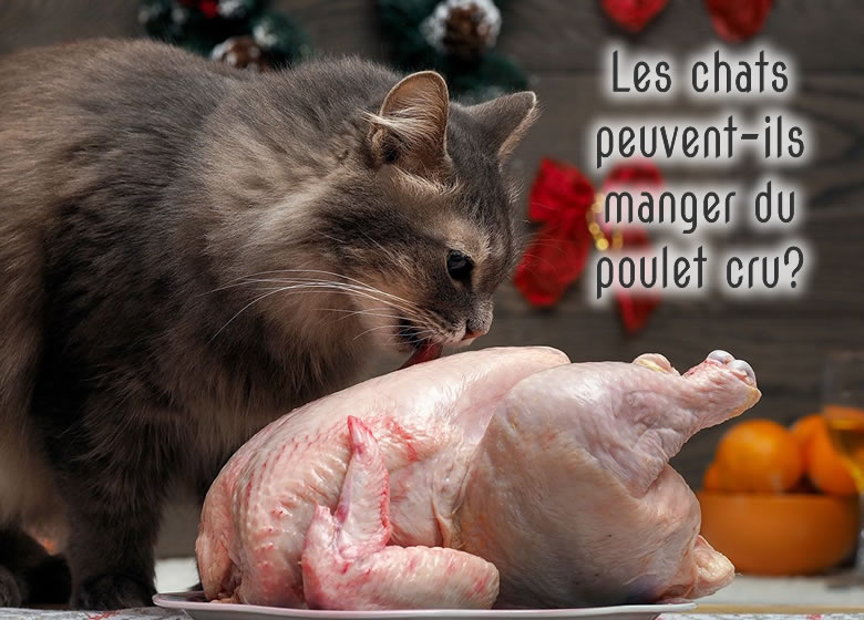 Est-ce que les chats peuvent manger du poulet cru?