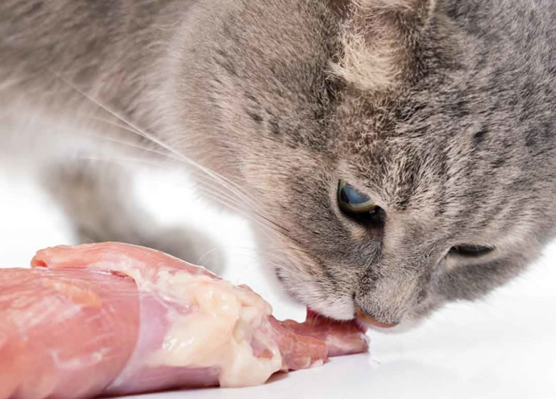 Est-ce que les chats peuvent manger du poulet cru sans risque de santé?