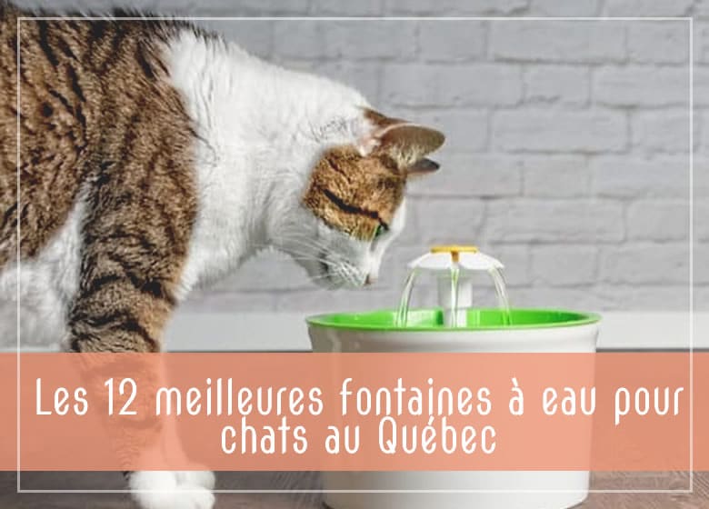 Les 12 meilleures fontaines à eau pour chats au Québec