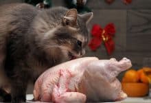 Les chats peuvent-ils manger du poulet cru ? La réponse pourrait vous surprendre!