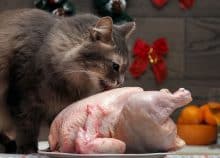 Les chats peuvent-ils manger du poulet cru ? La réponse pourrait vous surprendre!