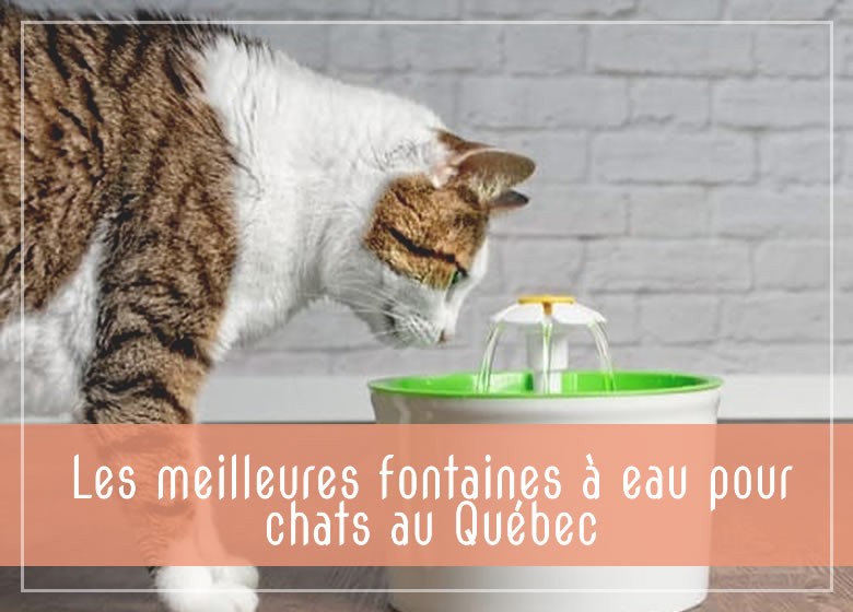 Les meilleures fontaines à eau pour chats au Québec