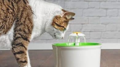 Les 12 meilleures fontaines à eau pour chats au Québec