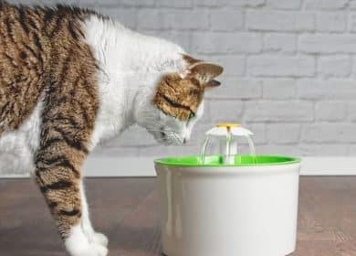 Les 12 meilleures fontaines à eau pour chats au Québec