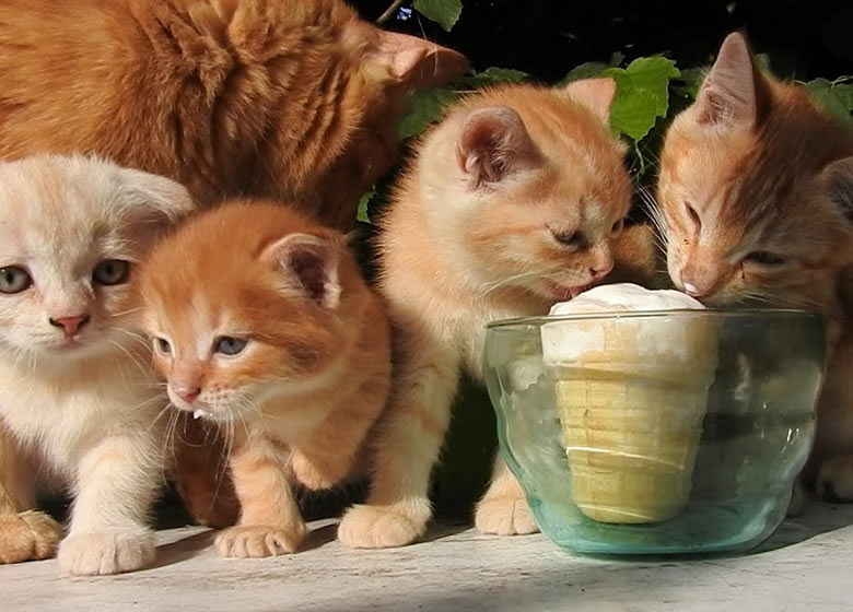 Les chats peuvent-ils manger de la crème glacée sans danger?