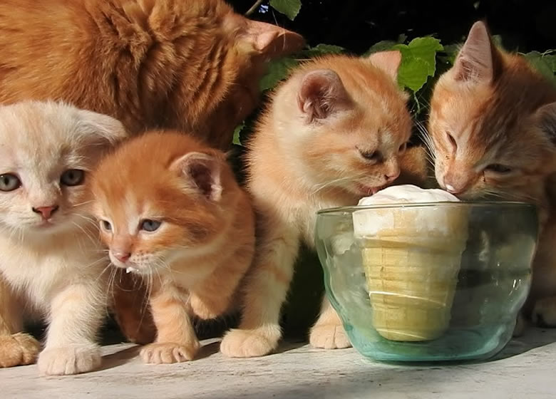 Les Chats Peuvent Ils Manger De La Creme Glacee Monchat Ca