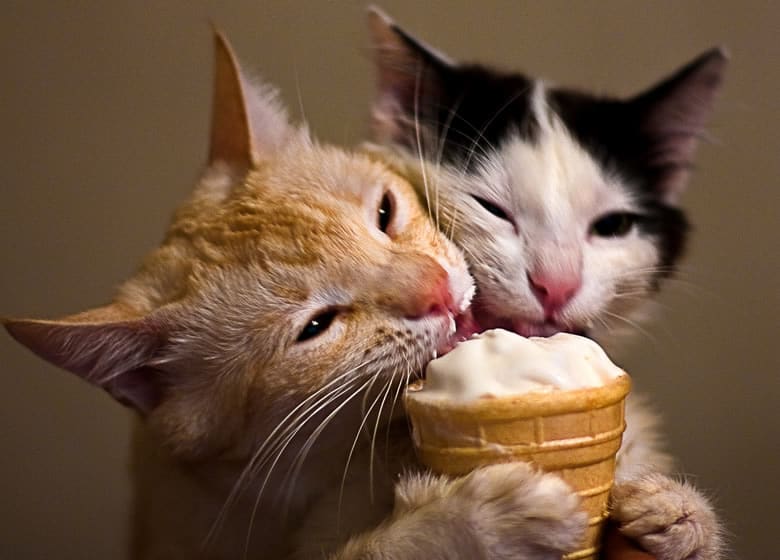 Les chats peuvent-ils manger de la crème glacée?