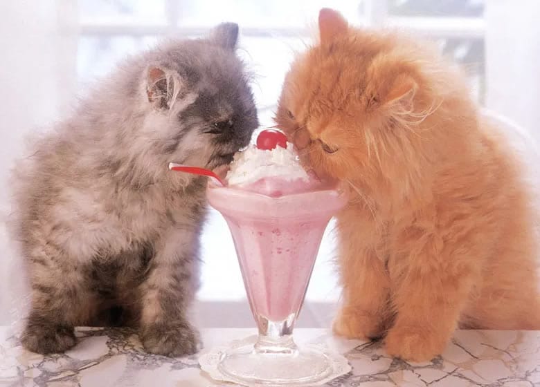 Les chats peuvent-ils manger de la crème glacée sans danger?