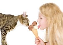 Les chats peuvent-ils manger de la crème glacée
