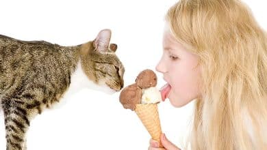 Les chats peuvent-ils manger de la crème glacée