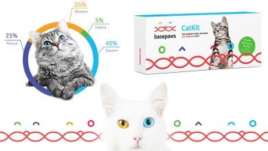 Test d'ADN pour chats au Québec